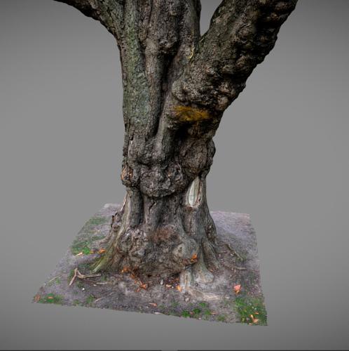 Old tree preview image